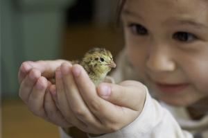 Critter Visits of Woolley Wonderland Farm