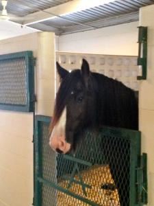 Diamond P Equestrian Center