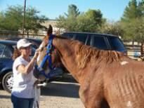 Deb's Dragons Interactive Animal Events