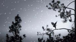 Rocky Castaneda Photography