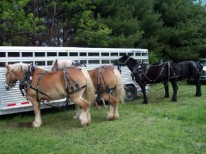 Humes Horse Drawn Carriage Rides