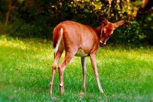 Shaffer Collection- Sandra Shaffer Photography