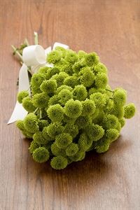 A Bride's BFF - Frederick