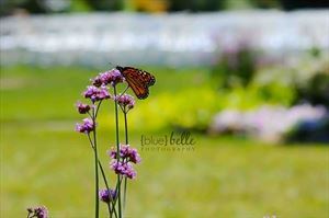 Blue Belle Photography