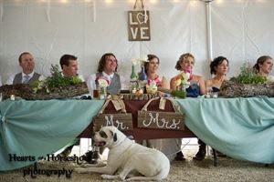 hearts & horseshoes photography - Paso Robles