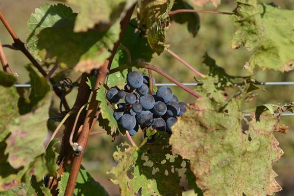 AIDA Bistro & Wine Bar