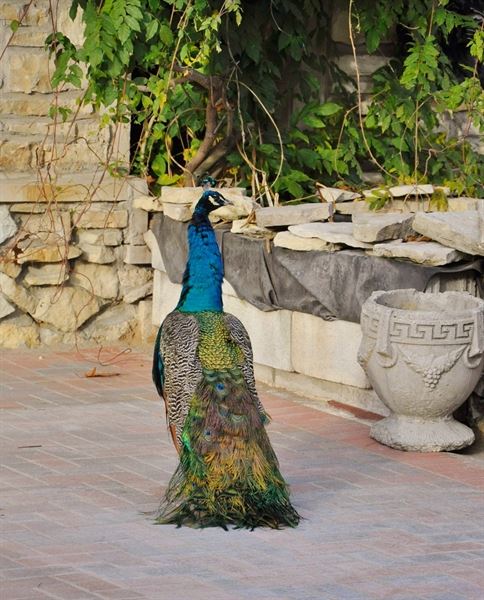 968 Styled Events & Designs