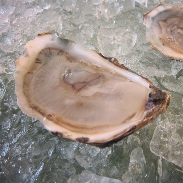 Island Oysters Seafood Catering
