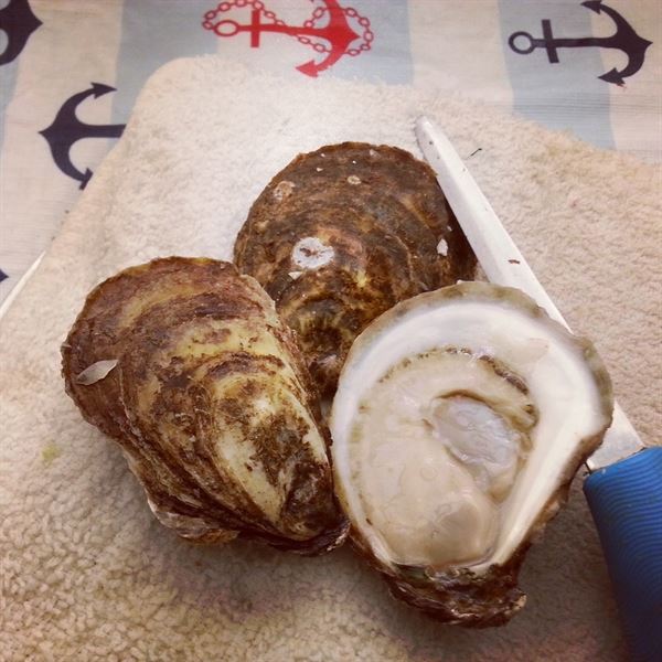Island Oysters Seafood Catering