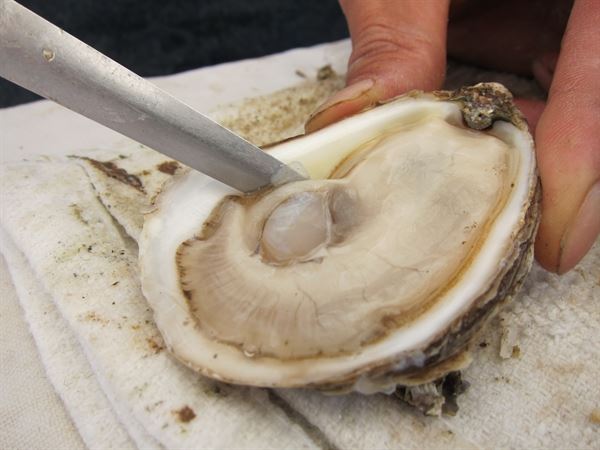 Island Oysters Seafood Catering