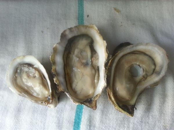 Island Oysters Seafood Catering