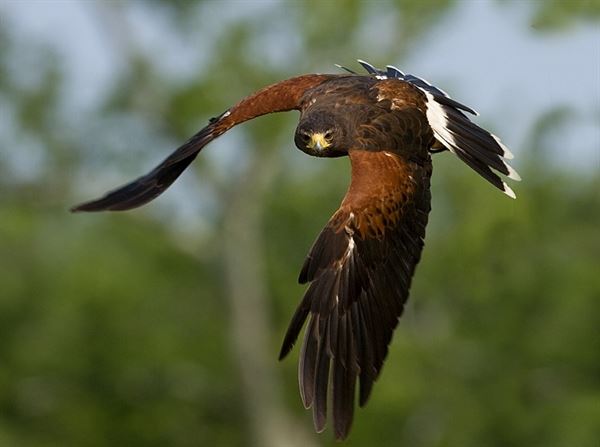 Birds of Prey by Accipiter Enterprises