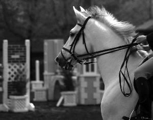 Susan Carlson, Photographer