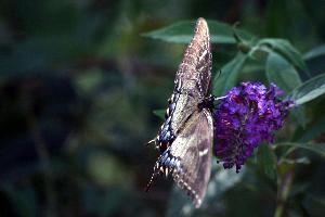 Susan Carlson, Photographer