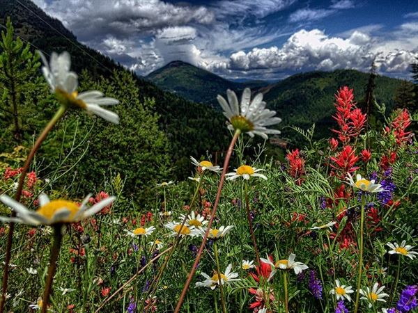 The Hideaway Orchard