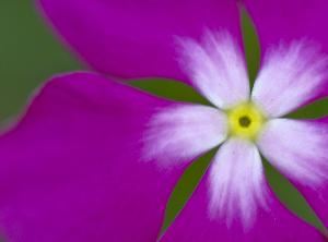 Heidi Wood Photography