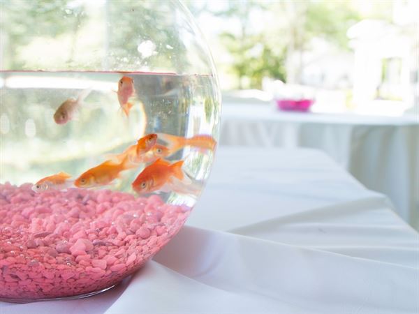 Cultural Arts Center - Robert-Mozley House