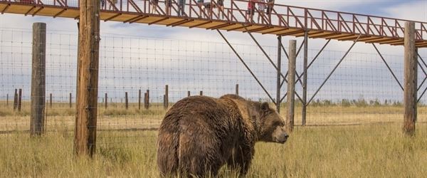 The Wild Animal Sanctuary