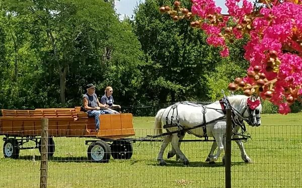 Misty Blue Acres Carriage Company LLC