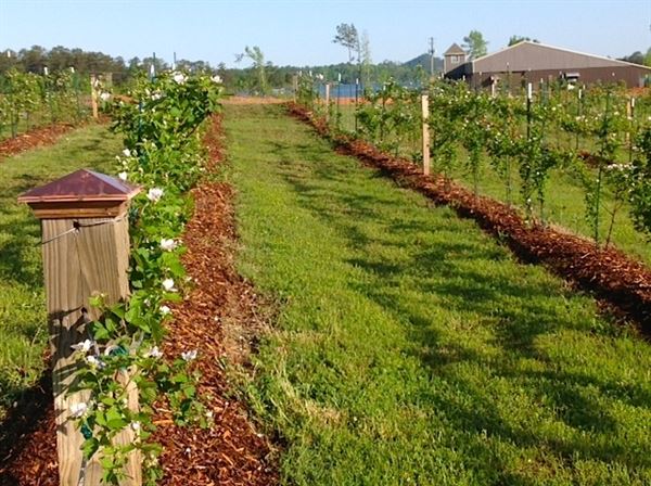 New Water Farms at Lake Martin