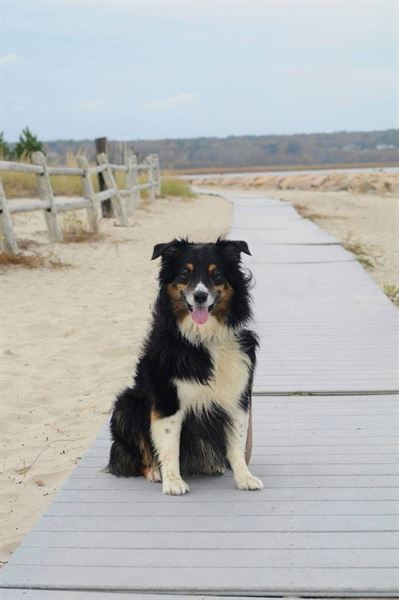 Shanda Cahill Photography