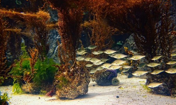 Shaw Centre for the Salish Sea