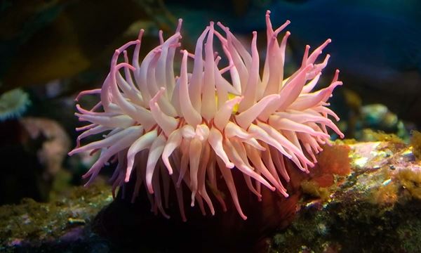 Shaw Centre for the Salish Sea