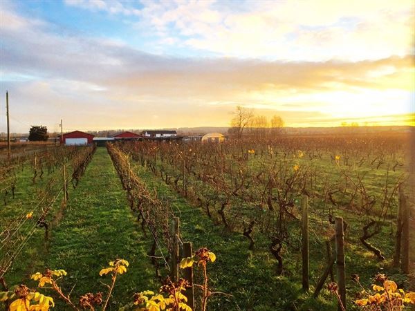 Vinoscenti Vineyards