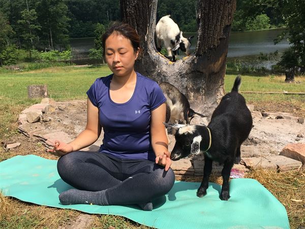 Little Goat Farm at the Lake