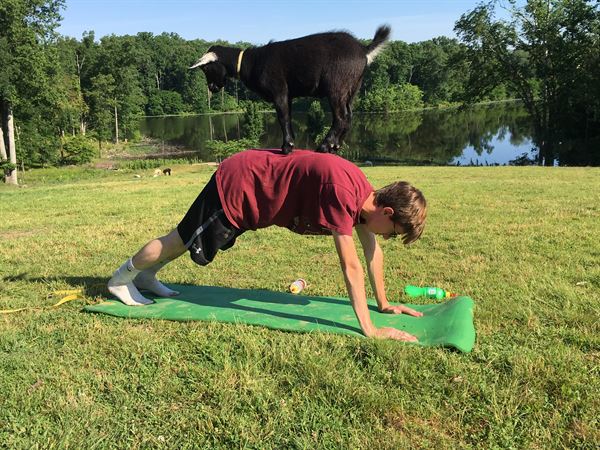 Little Goat Farm at the Lake