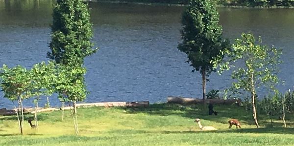 Little Goat Farm at the Lake