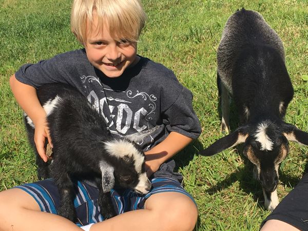 Little Goat Farm at the Lake