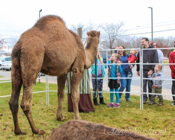 Chamberlin Pony Rides & Mobile Petting Zoo