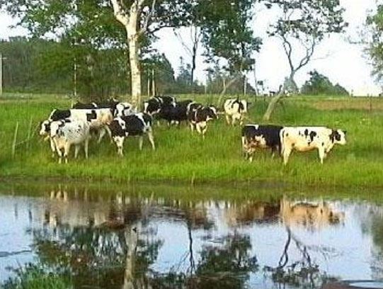 The Birches House Keeping Cottages