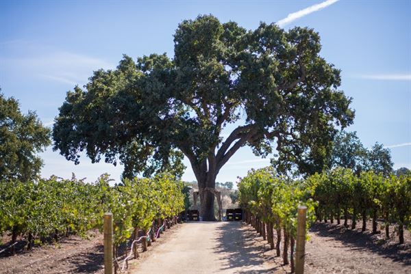 Sculpterra Winery & Sculpture Garden