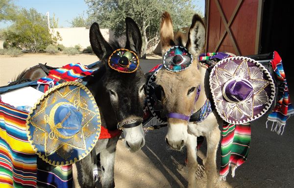 Camelback Adventures