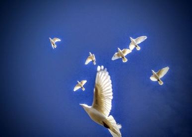 White Doves Of Love
