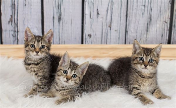 Flash of Memories by Ange