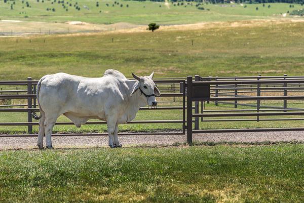 Spruce Mountain Events