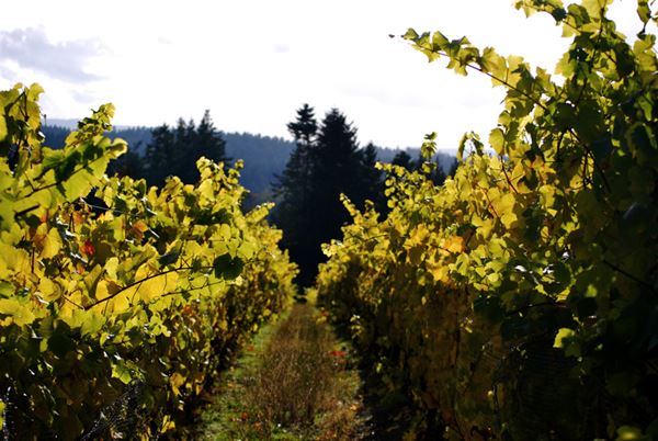 Cherry Point Vineyards