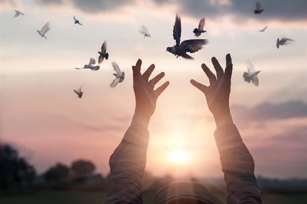 Charlotte White Dove Release