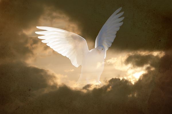 Charlotte White Dove Release