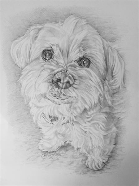 Christine Allen Kopin - Illustrator