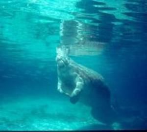 Orlando Dive & Snorkel Tours Inc.