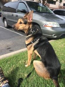 Guardian Protection Force