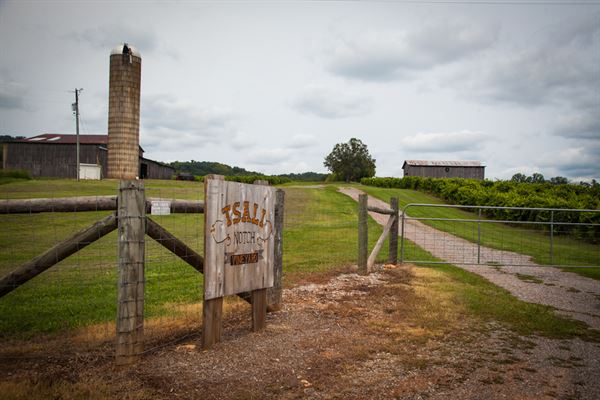 Tsali Notch Vineyard