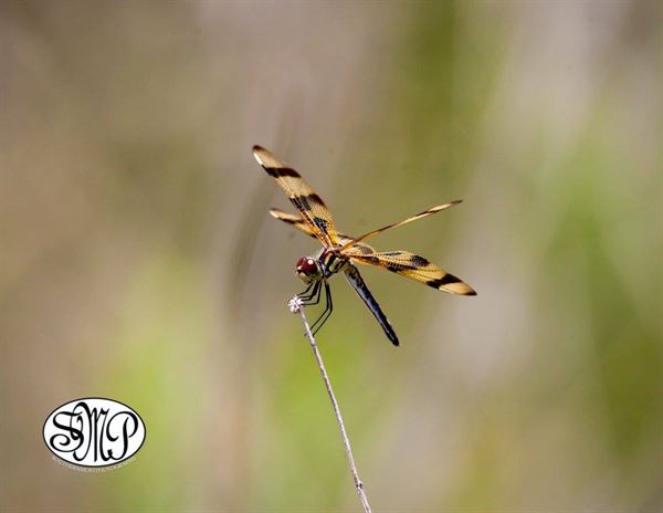 Southernmost Photography