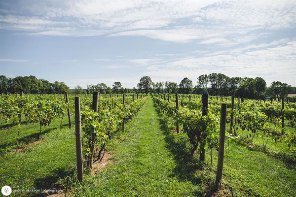 Unionville Vineyards