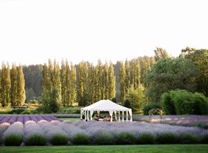Lavender Field Tent