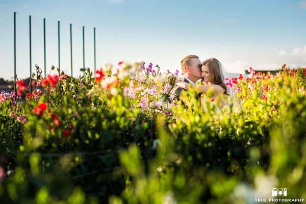 The Flower Fields at Carlsbad Ranch